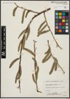 Foto von Salix alaxensis (Andersson) Coville